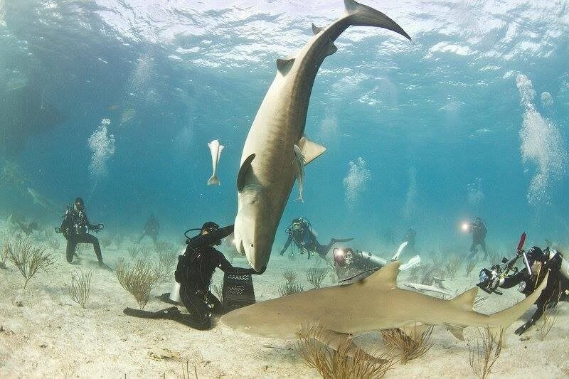 Plongée fatale aux Bahamas : une touriste américaine tuée par un requin